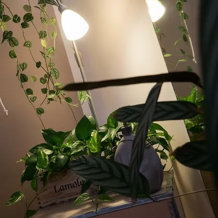 Green Living *